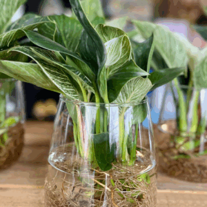 HYDROPONICS
