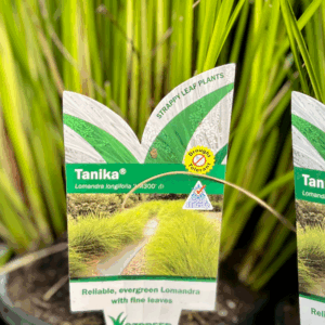 LOMANDRA longifolia 'Tanika'