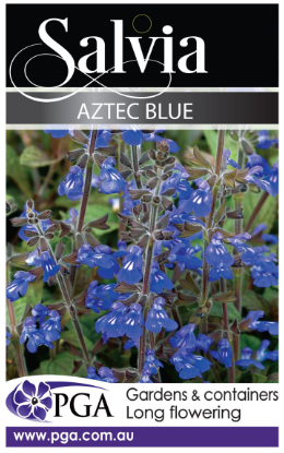 SALVIA 'Aztec Blue'