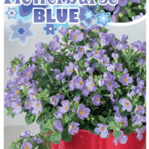 SUTERA 'Blue Flowerburst'