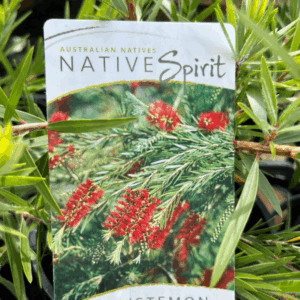 CALLISTEMON 'Dawson River Weeper'