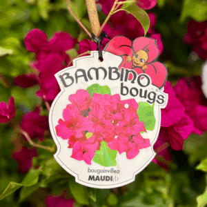 BOUGAINVILLEA Bambino 'Maudi'