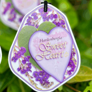 HARDENBERGIA violacea 'Sweet Heart'