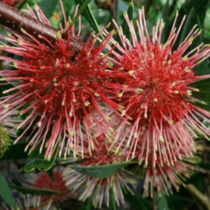 Hakea ‘Stockdale Sensation’