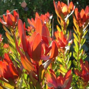 LEUCADENDRON 'Safari Sunset'