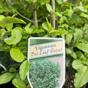 LIGUSTRUM undulatum (Box Leaf Privet)