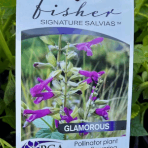 SALVIA 'Glamorous Fisher SS'