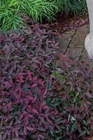 Nandina Domestica 'Flirt'