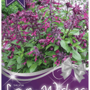 SALVIA 'Love and Wishes'
