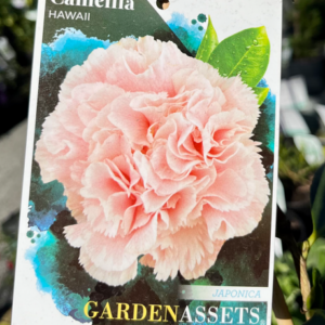 CAMELLIA japonica 'Hawaii'