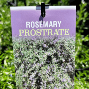 ROSMARINUS officinalis 'Prostrate' (Rosemary)