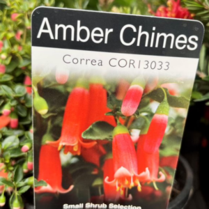 CORREA pulchella 'Amber Chimes'