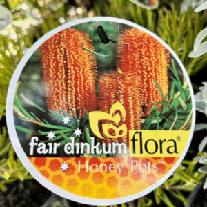BANKSIA spinulosa 'Honey Pots'