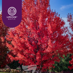 Acer rubrum  'PNI 0268' October Glory®