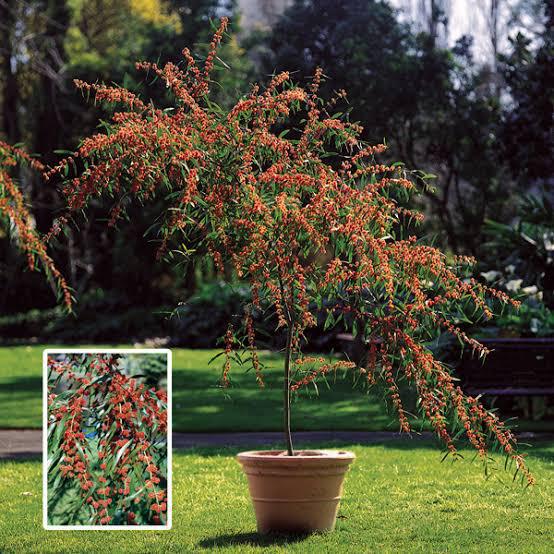 ACACIA leprosa 'Scarlet Blaze'