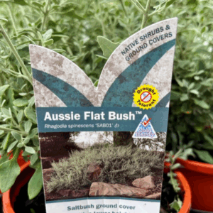 RHAGODIA spinescens 'Aussie Flat Bush' (Saltbush)