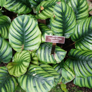 CALATHEA fasciata