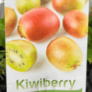 ACTINIDIA arguta issai (Kiwiberry)