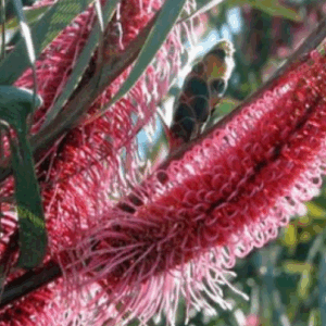 HAKEA Intensity