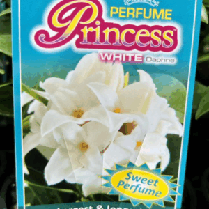 DAPHNE 'Perfume Princess White'