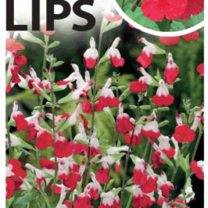 SALVIA 'Hot Lips'