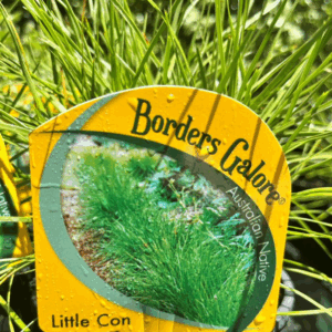 LOMANDRA confertifolia 'Little Con'