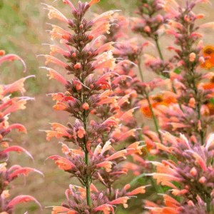 AGASTACHE Variety's