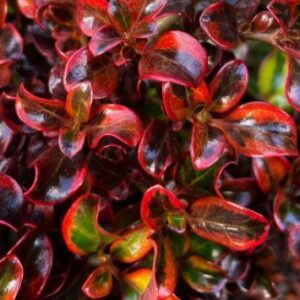 COPROSMA 'Sahara Ruby'
