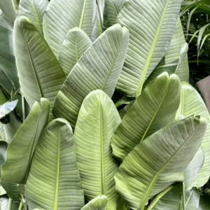 STRELITZIA 'Nicolai' (Giant Birds of Paradise)