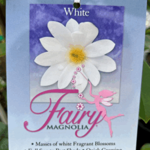 MAGNOLIA ‘Fairy White’