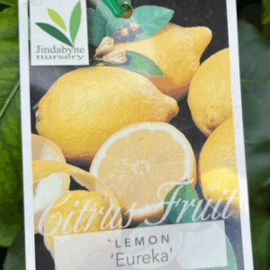 CITRUS Lemon 'Eureka'
