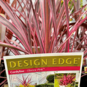 CORDYLINE banskii 'Electric Pink'
