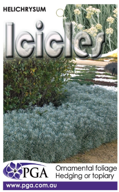 HELICHRYSUM 'Icicles'