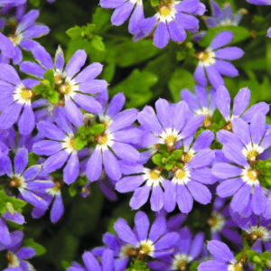 SCAEVOLA aemula 'Aussie Crawl'