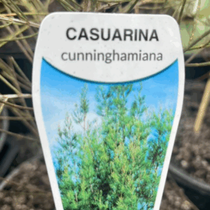 ALLOCASUARINA cunninghamiana