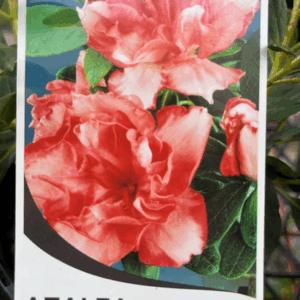 Azalea Variety's