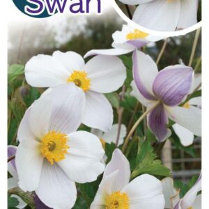 ANEMONE 'Elfin Swan'