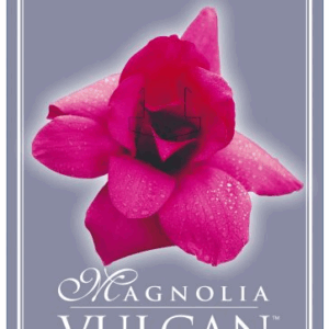 MAGNOLIA 'Vulcan'