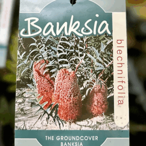 BANKSIA blechnifolia