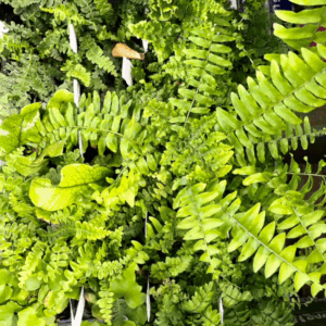INDOOR (Mixed Indoors & Ferns) - Image 2
