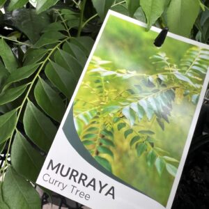 MURRAYA koenigii (Curry Tree)