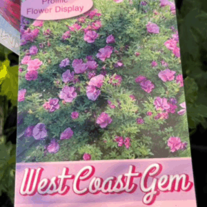 ALYOGYNE huegelii 'West Coast Gem'