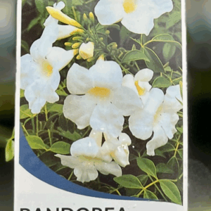 PANDOREA jasminoides 'Alba'