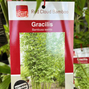 BAMBUSA textilis 'Gracilis' (Clumping Bamboo)