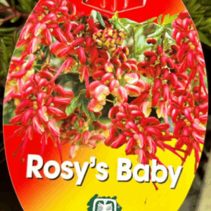 GREVILLEA 'Rosy's Baby'