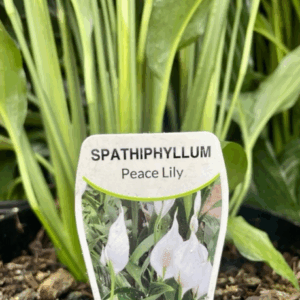 SPATHIPHYLLUM 'Peace Lily'