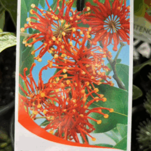 STENOCARPUS sinuatus 'Firewheel Tree'