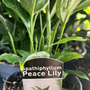 SPATHIPHYLLUM 'Domino'