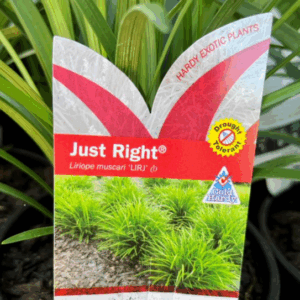 LIRIOPE muscari 'Just Right'