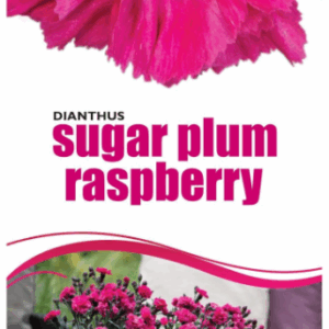 DIANTHUS 'Sugar Plum Raspberry'